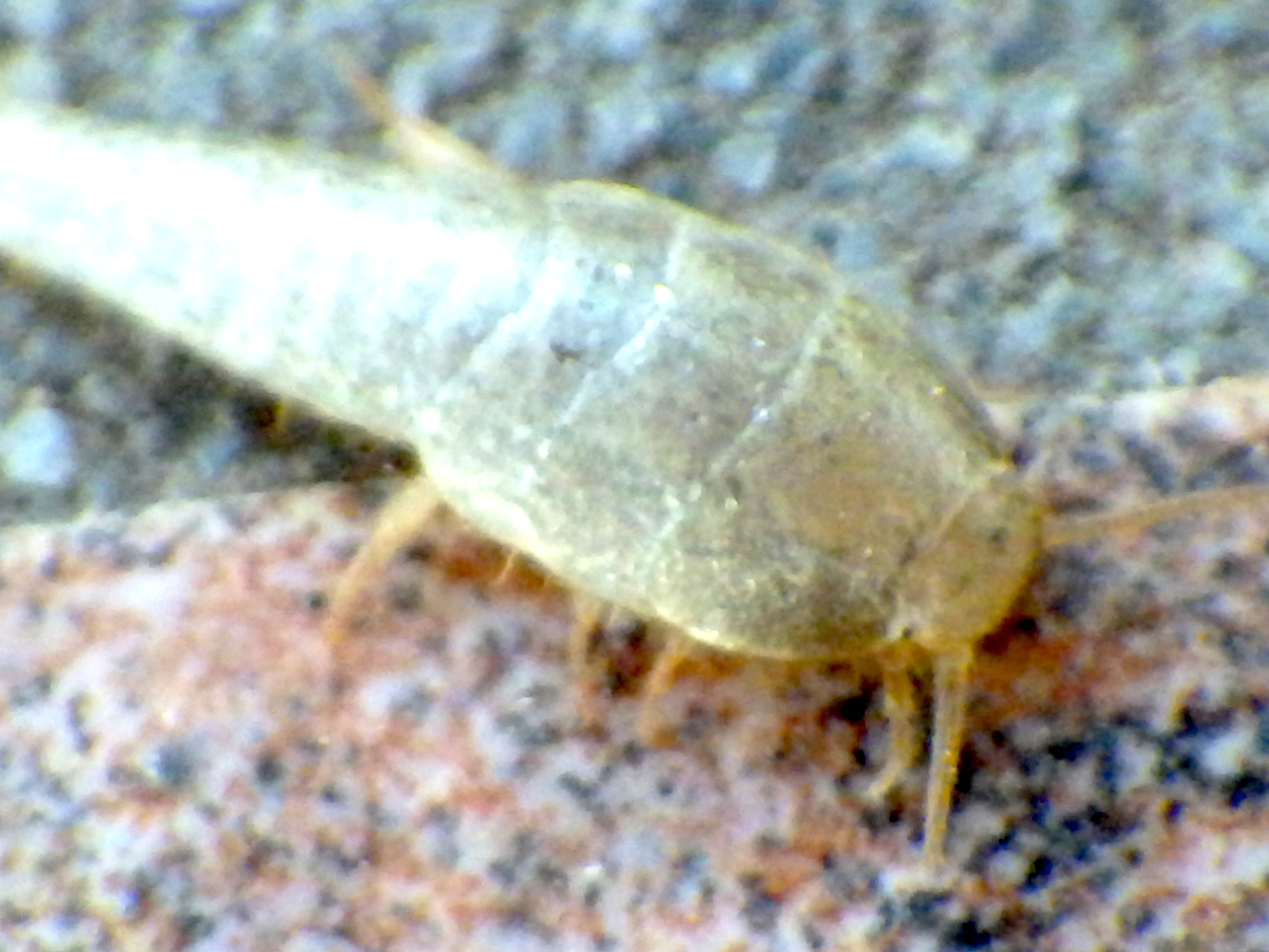 Tricholepisma aurea (Dufour, 1831)